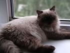 Персидская кошка в добрые руки бесплатно