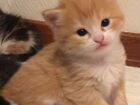 Котята-сибирячки в добрые руки объявление продам