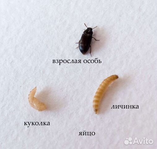 Муравьи Messor structor, жук знахарь, Camponotus v