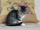 Кошечка Маша ждёт новых хозяев объявление продам