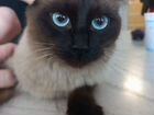 Сиамская кошка для вязки