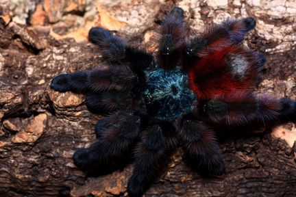 Пауки птицееды Avicularia versicolor и другие виды