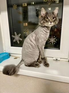 Стрижка кошек и собак с выездом к вам