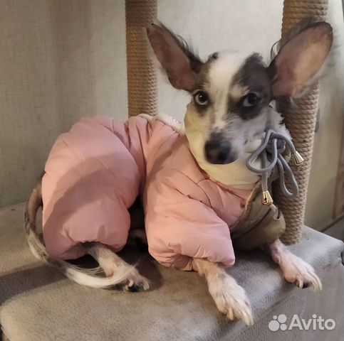 Одежда для собак