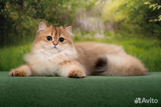 Кошка британская длинношерстная
