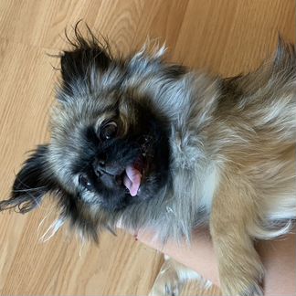 Передержка маленьких и средних собак