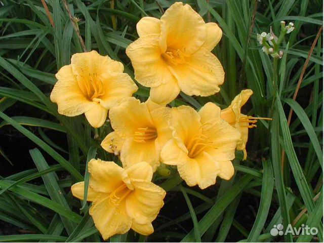 Карликовый лилейник Стелла Д Оро