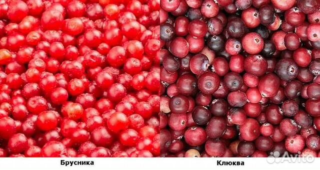 Клюква внутри как выглядит Брусника /клюква купить в Москве Товары для дома и дачи Авито