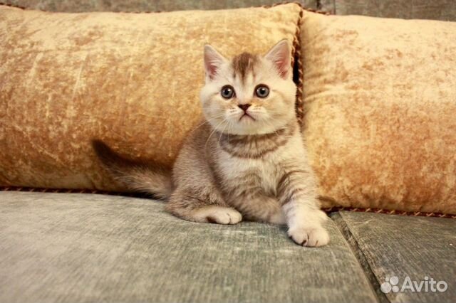 Продажа котят