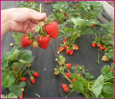 Питомник реализует саженцы элитной клубники землян