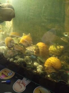Улитки аквариумные