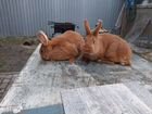 Кролики нзк объявление продам