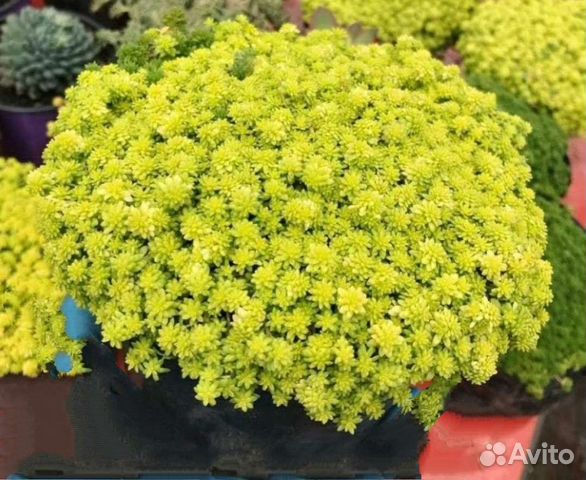 Седум японика и другие суккуленты