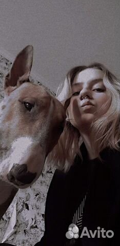 Выгул собак