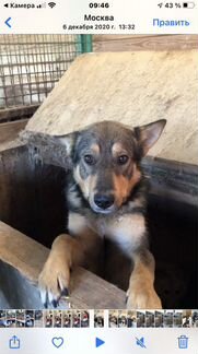 Собака из приюта в добрые руки