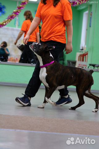 Дрессировка и воспитание собак