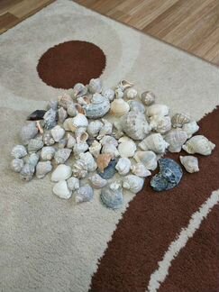 Ракушки с черного моря