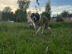 Собака Московская сторожевая, кобель, вязка
