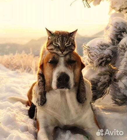 Ветеринарный врач на дом