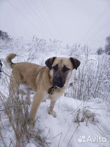 Купер ищет добрые руки)