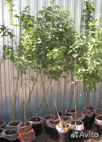 Яблоня Карликовая в ассортименте