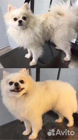 Стрижка собак, грумер