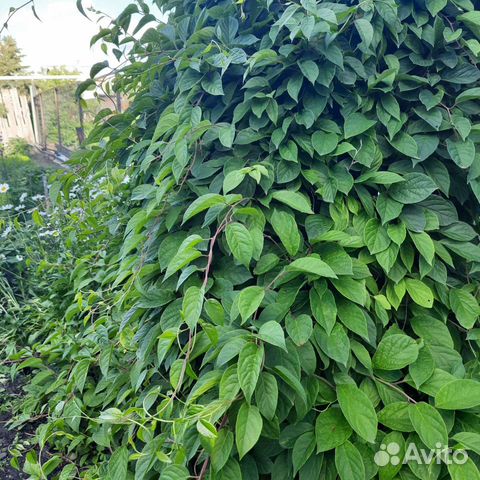 Саженцы лимонника