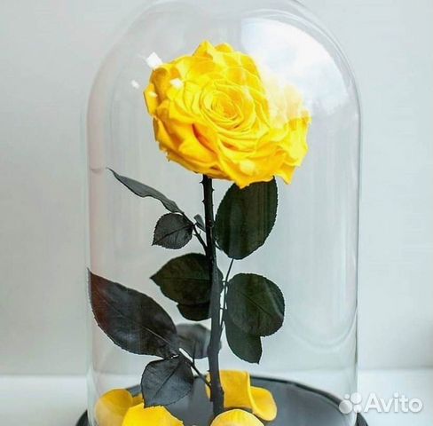 Розы в колбе на выбор