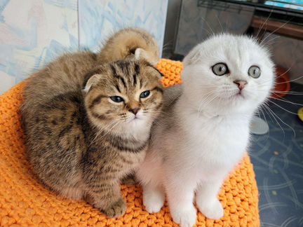 Шотландские котятки