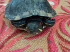Продаётся красноухая 18-ти летняя черепаха объявление продам