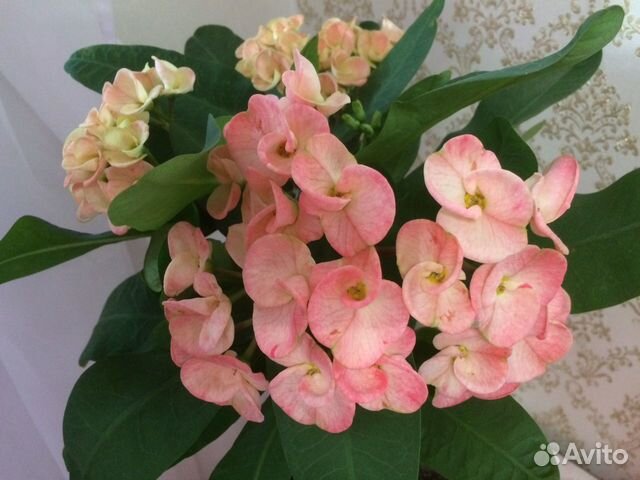 Эуфорбия, молочай Милли