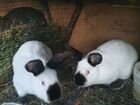 Калифорнийские кролики, фландари объявление продам