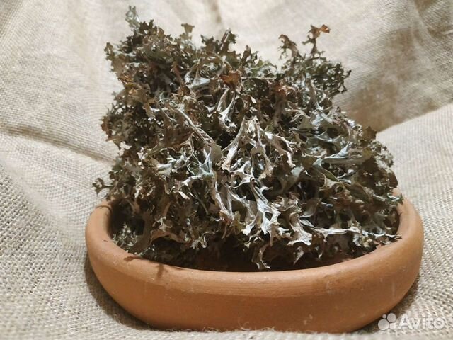 Исландский мох