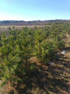 Саженцы кедра