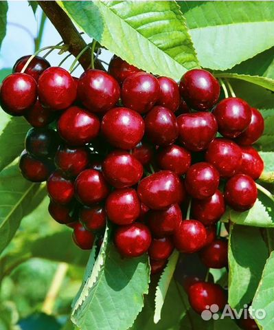 Саженцы морозостойкой черешни