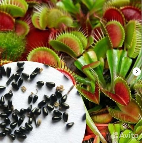 Семена Мухоловки типичный сорт 5 шт