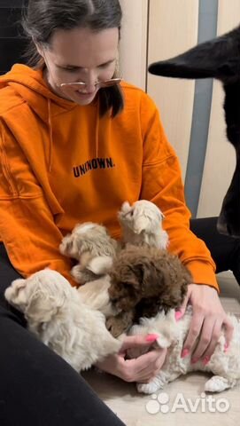 Зооняня/Передержка животных/Догситтер