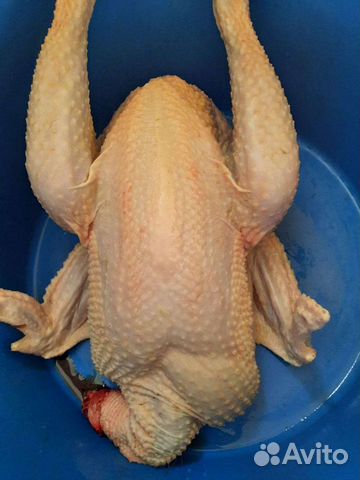 Петушки домашние