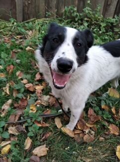 Марта ищет дом