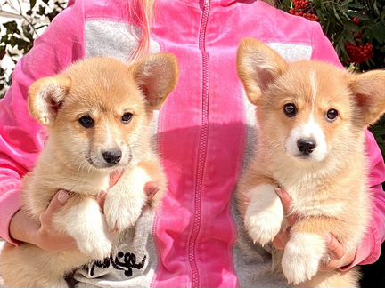 Вельш-корги пемброк