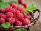 Инвестиции в плантации ягоды
