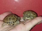 Черепаха сухопутная малыши