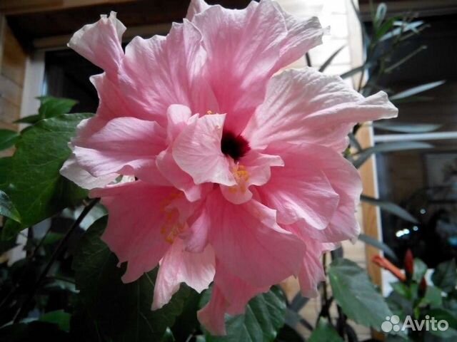 Гибискус розовый махровый