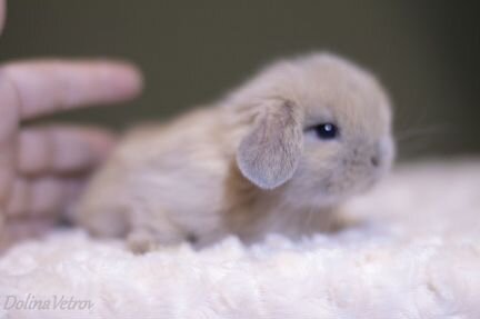 Изабелловый кролик минилоп