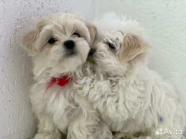 Мальтипу f1 maltipoo девочки и мальчики,Мальтипу