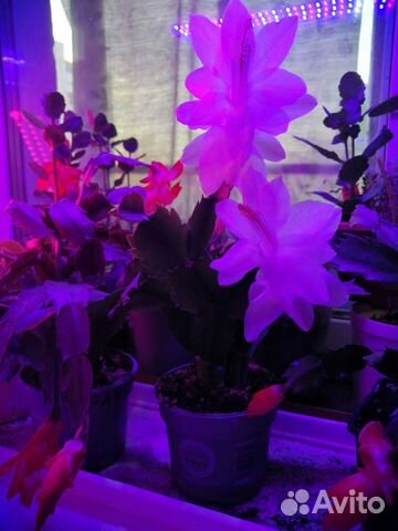 Декабрист шлюмбергера сортовые