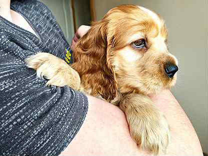 Щенки рыжава кокер спаниель. Взять щенка спаниеля. Кокер спаниель палевый. Взять щенка спаниеля. Русский охотничий спаниель.