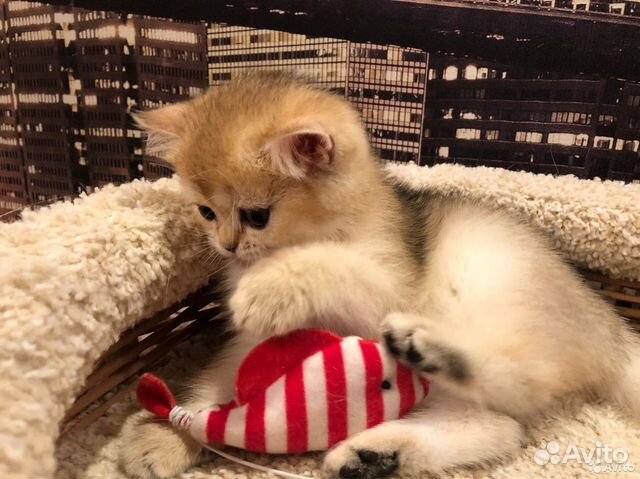 Элитные клубные золотые британцы