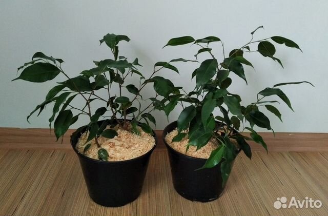 Фикус Бенджамина разные размеры