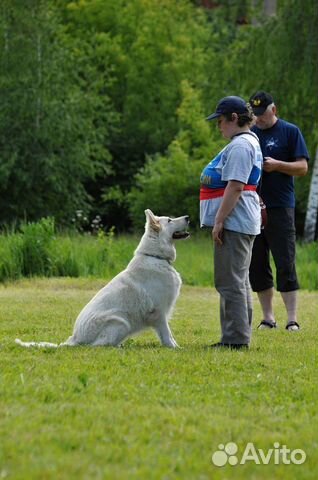 Дрессировка собак (школа для владельцев собак)
